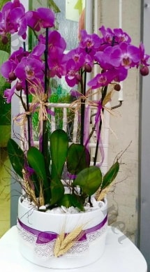 Seramik vazoda 4 dallı mor lila orkide  Çankırı çiçekçi telefonları 