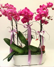Beyaz seramik içerisinde 4 dallı orkide  Çankırı güvenli kaliteli hızlı çiçek 