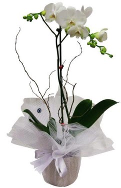 Tek dallı beyaz orkide  Çankırı çiçek satışı 
