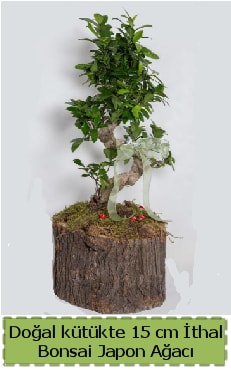 Doğal kütükte İthal bonsai japon ağacı  Çankırı çiçek online çiçek siparişi 
