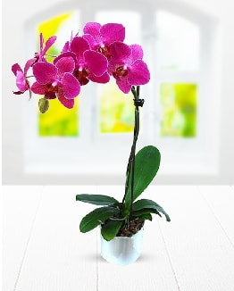 Tek dallı mor orkide  Çankırı çiçek mağazası , çiçekçi adresleri 