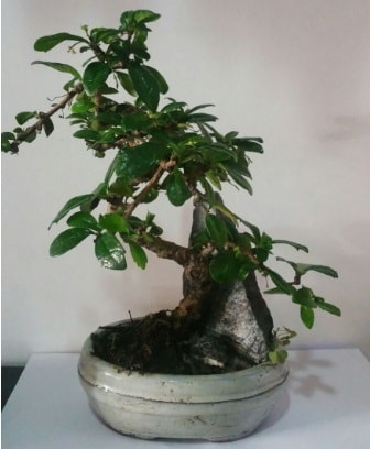 S şeklinde ithal bonsai ağacı  Çankırı hediye sevgilime hediye çiçek 