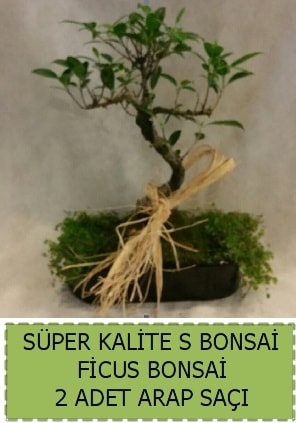 Ficus S Bonsai ve arap saçı  Çankırı çiçek servisi , çiçekçi adresleri 