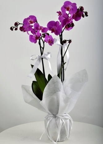 Çift dallı saksıda mor orkide çiçeği  Çankırı çiçek gönderme 