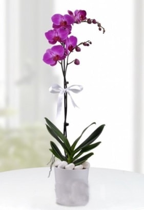 Tek dallı saksıda mor orkide çiçeği  Çankırı çiçek gönderme sitemiz güvenlidir 